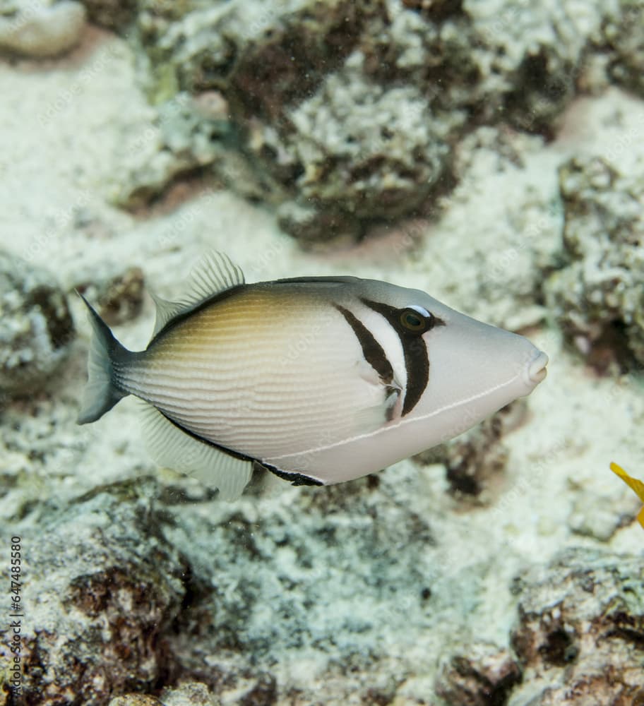 Lei Trigerfish (Sufflamen Bursa); Kona, Island Of Hawaii, Hawaii, United States Of America