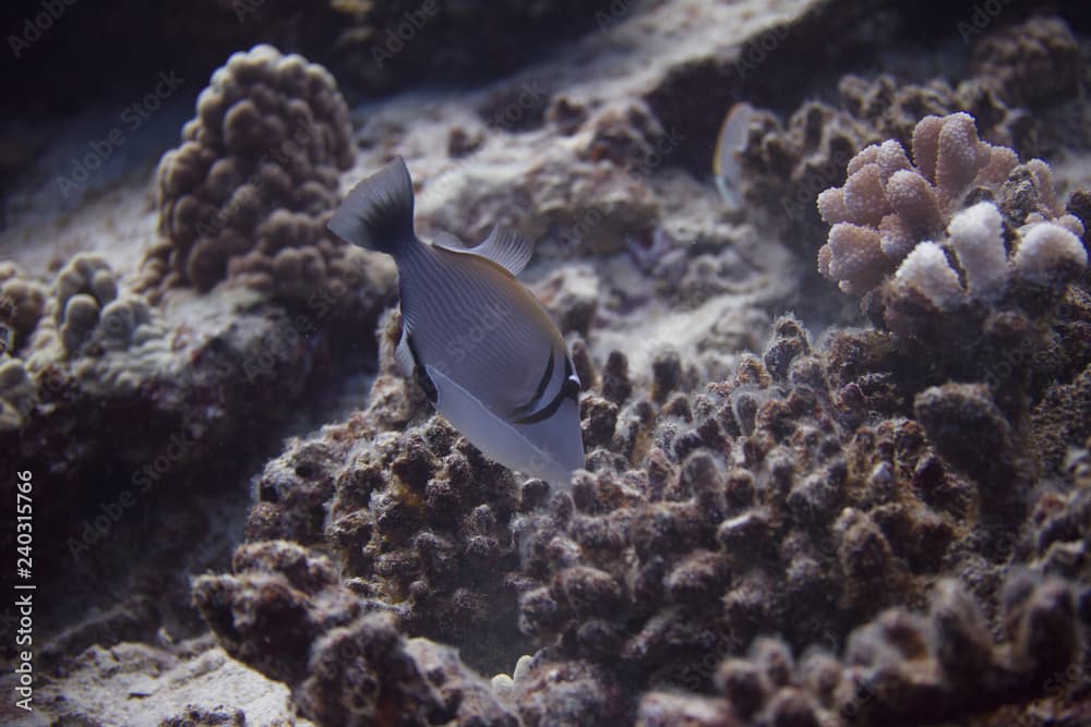 Bursa Triggerfish on Coral Reef