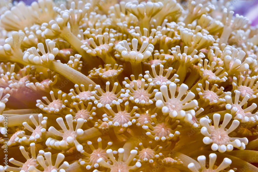 Nahaufnahme von Alveopora gigas im Meerwasseraquarium