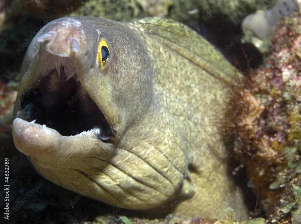 Purplemouth Moray, Gymnothorax vicinus