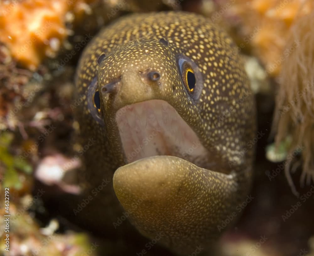 Goldentail Moray Eel, Gymnothorax miliaris