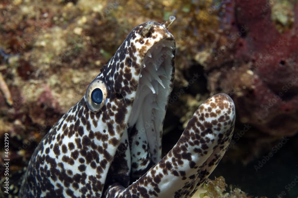 Spotted Moray Eel, Gymnothorax moringa