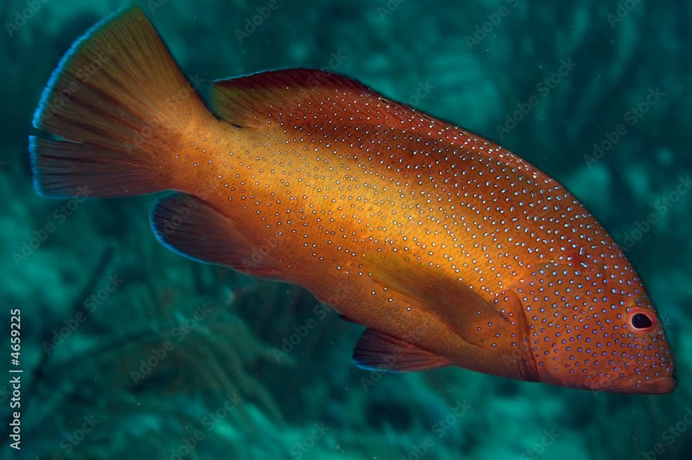 Coney, Cephalopholis fulvus