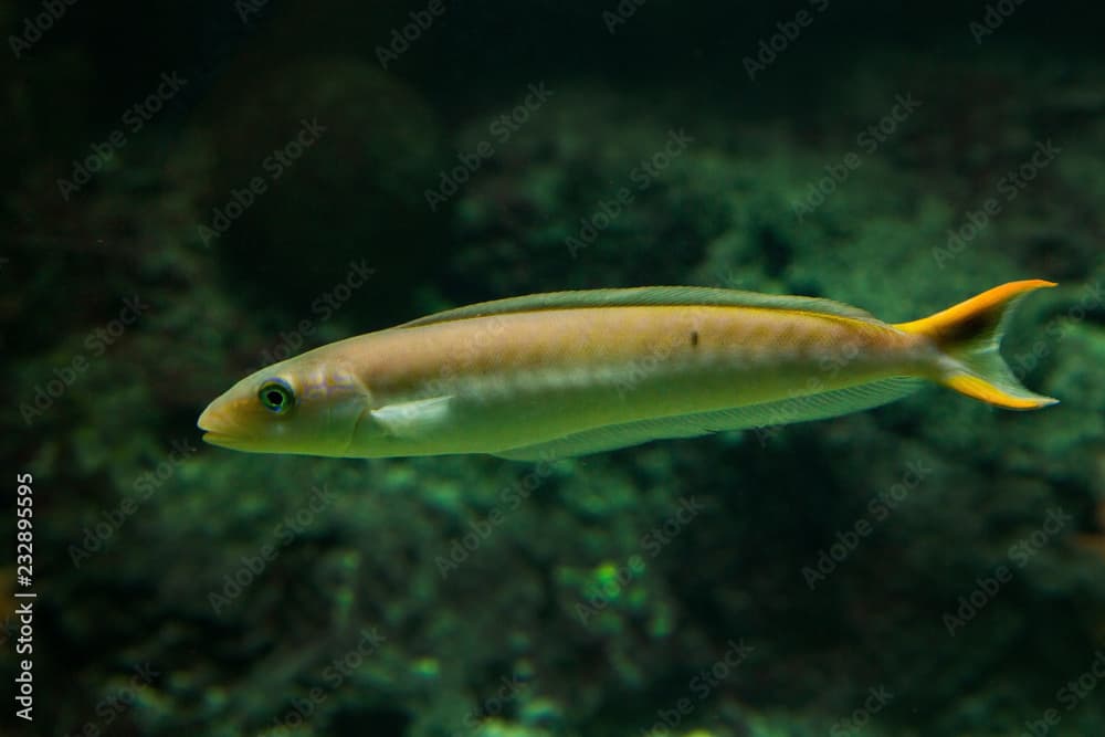 Sand Tilefish (Malacanthus plumieri).