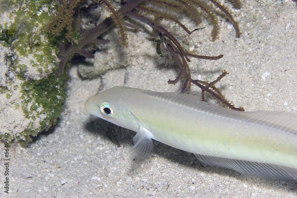 Sand Tilefish - (Malacanthus plumieri)