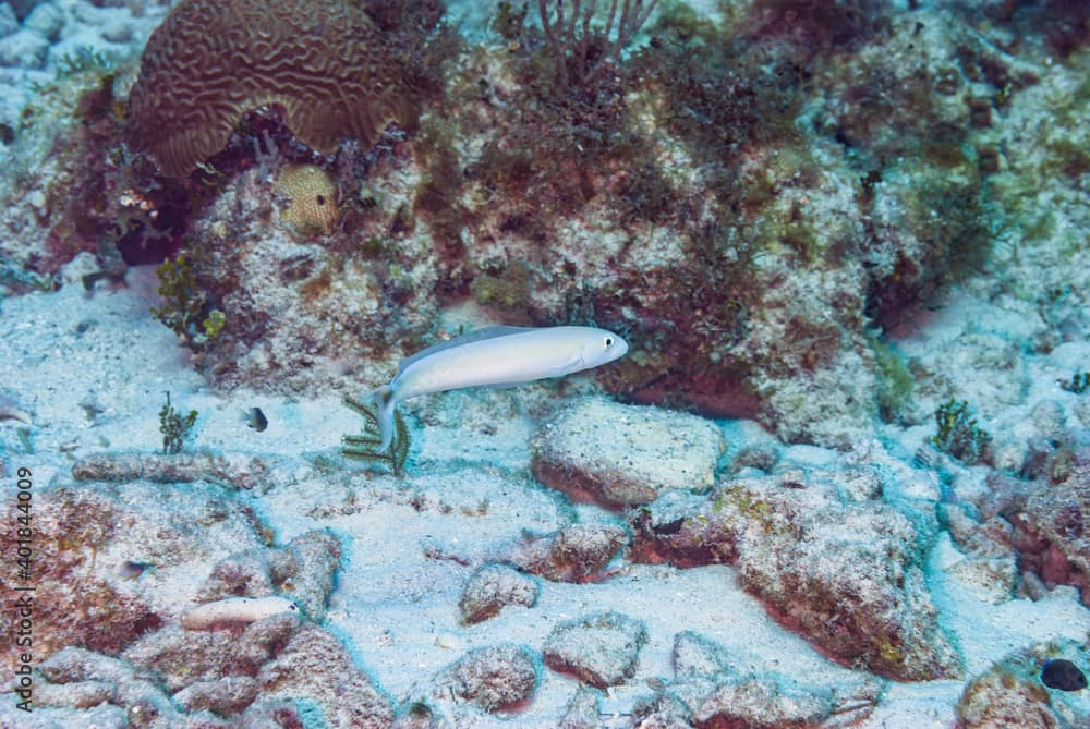 White Tilefish swimming in Little Cayman
