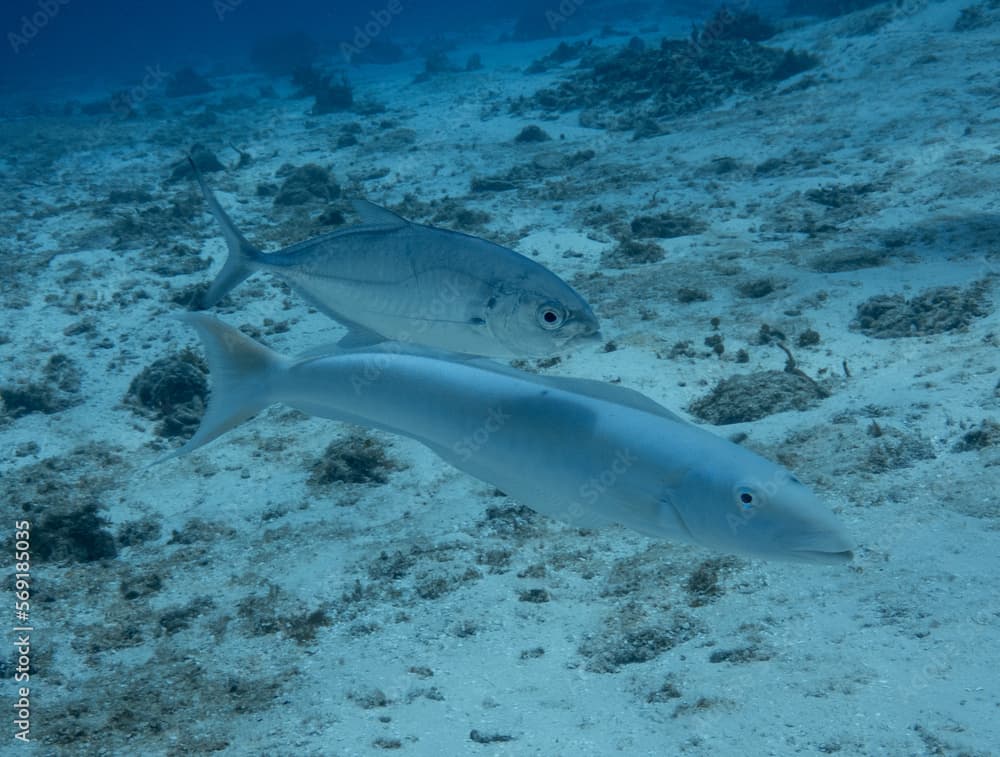 Blue Runner and Sand Tilefish