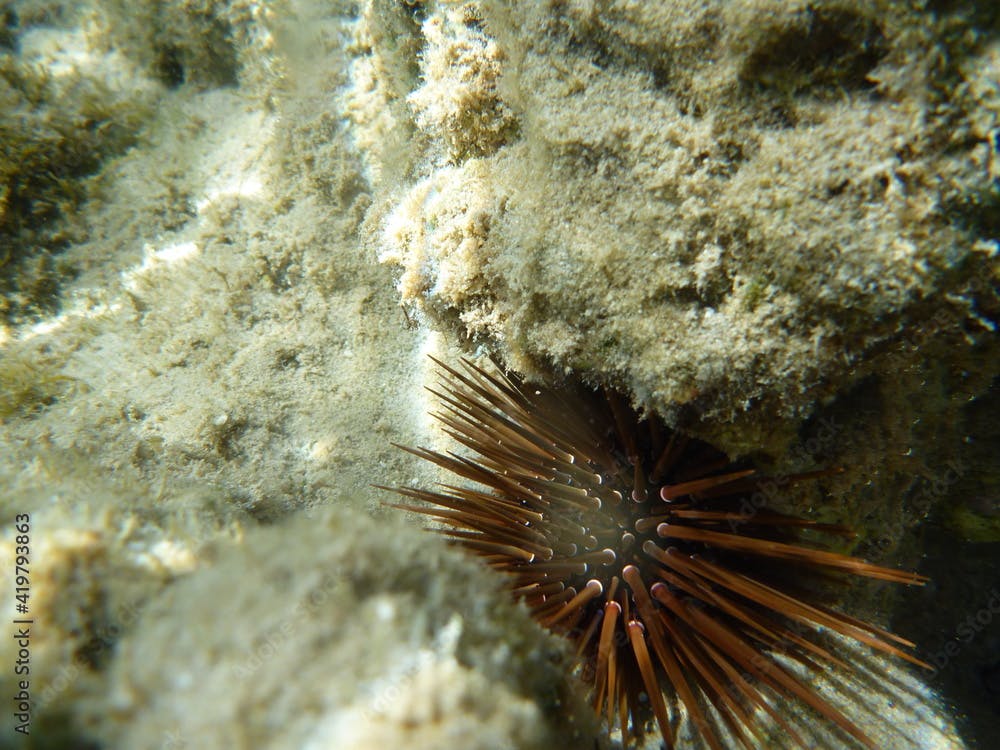 Seeigel, Mesocentrotus franciscanus, Red sea urchin