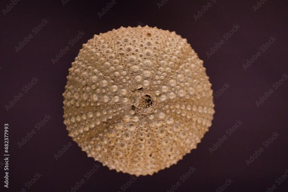 Isolated Mesocentrotus franciscanus sea urchin.Top shot of a California sea urchin. Object isolated on a dark background.
