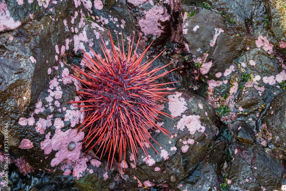 Canada, British Columbia. A Red Sea Urchin (Mesocentrotus franciscanus) forages in the rocky intertidal along Johnstone Strait on Vancouver Island.
