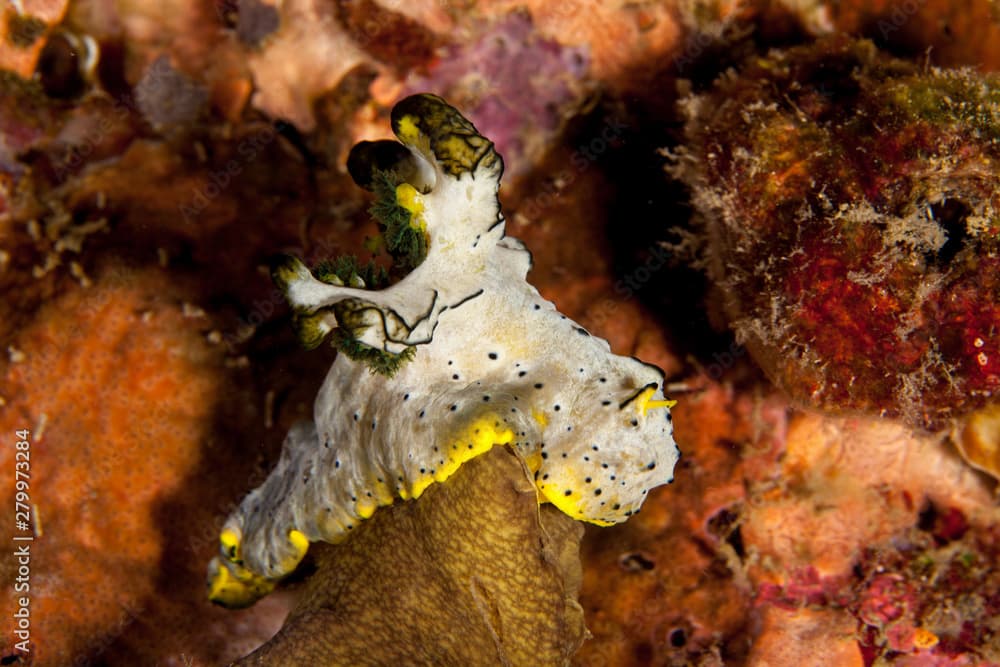 Gray Norse God Nudibranch, Aegires serenae