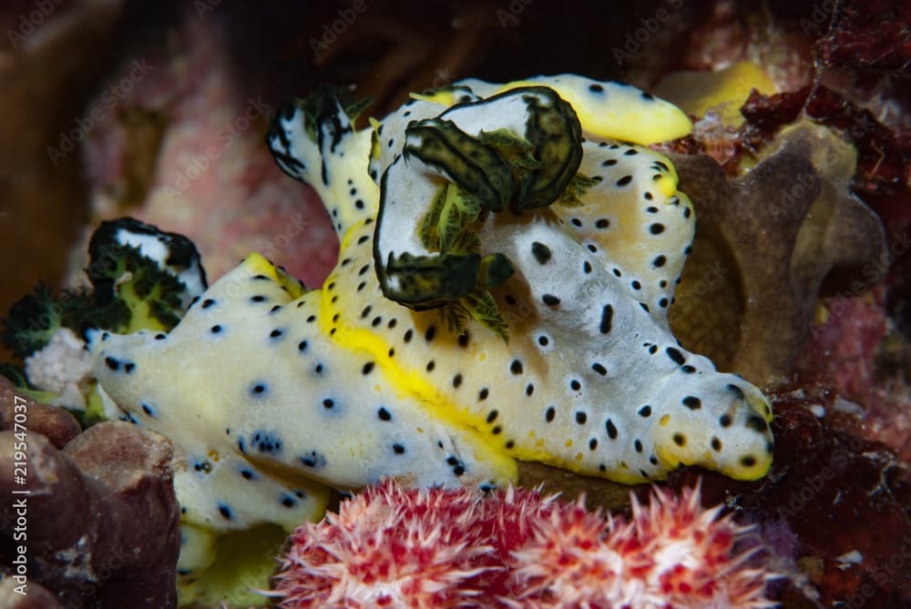 Notodoris serenae Nudibranch