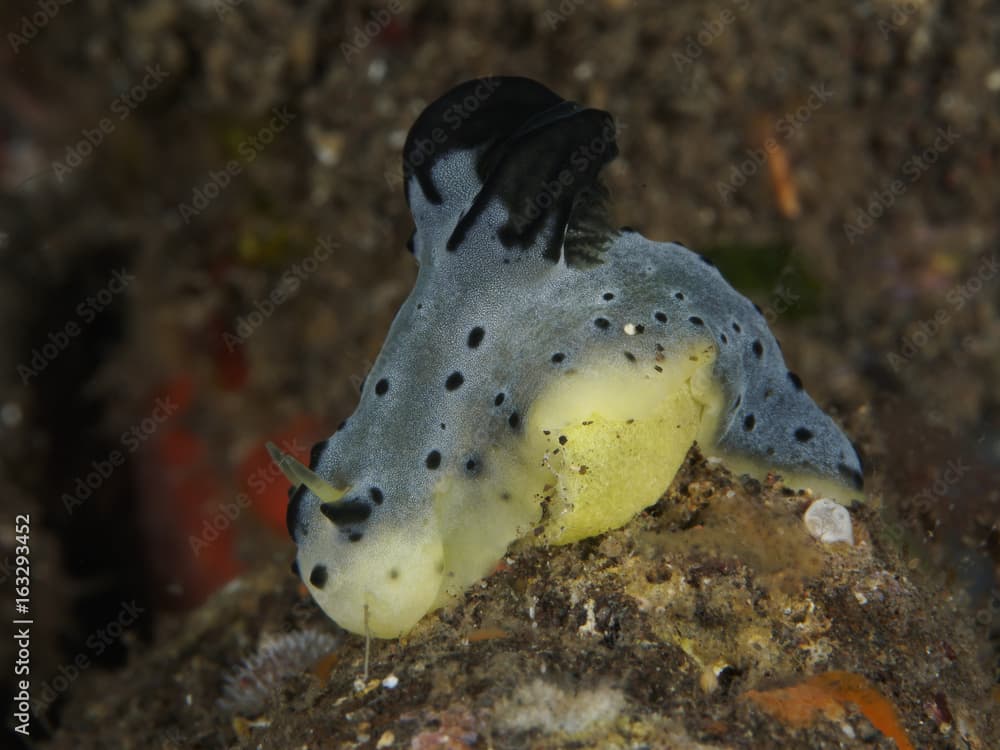 Nudibranch Notodoris serenae