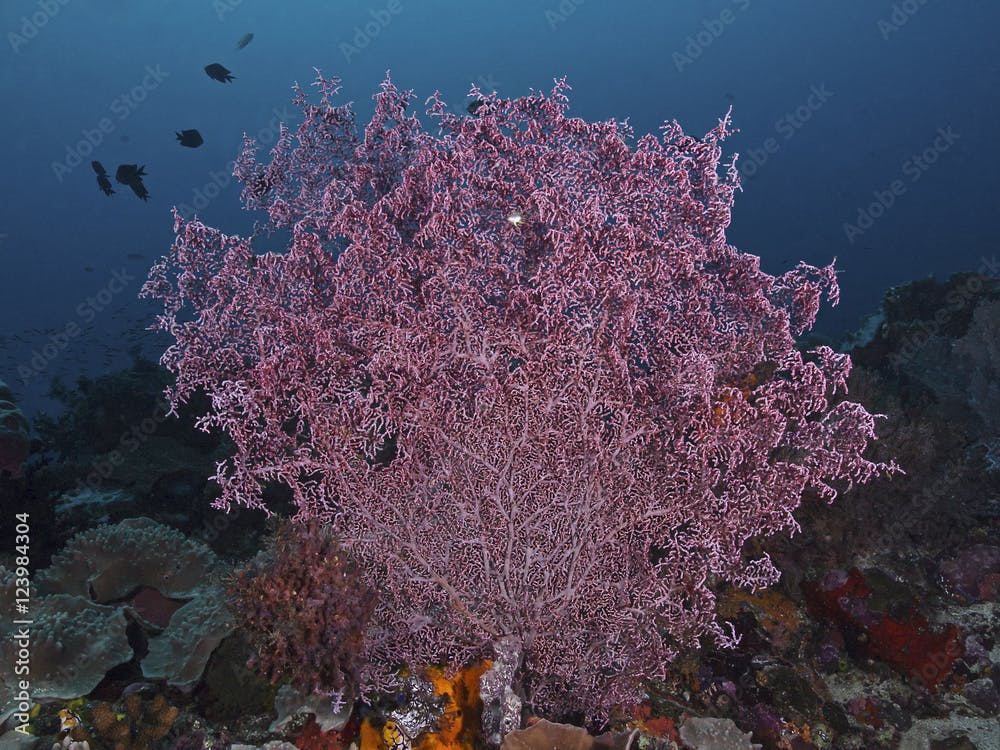 Gorgonian Coral, Flecht-Gorgonie (Muricella plectana)