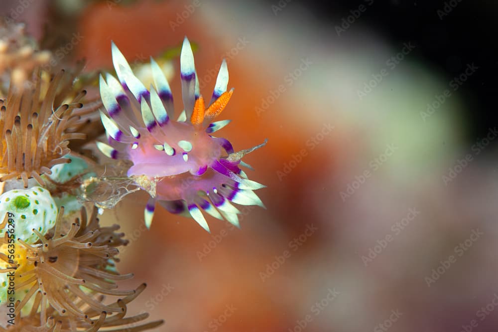 Flabellina Exoptata nudibranch  crawls on corals of Bali, Indonesia