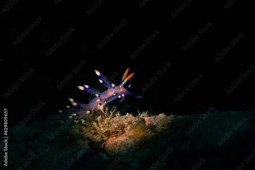 A seaslug nudibranch on a coral branch