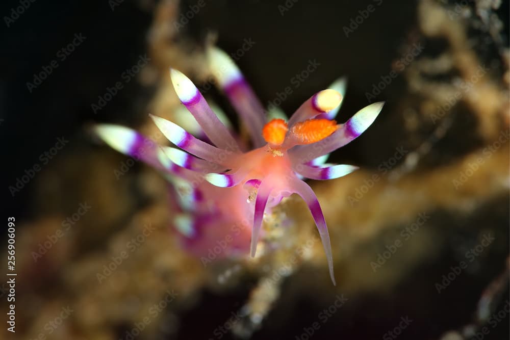 Nudibranch Flabellina exoptata. Picture was teken in Ambon, Indonesia