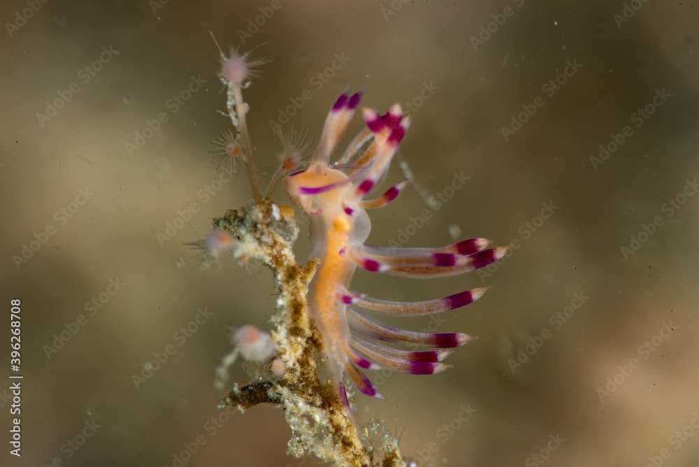 Desirable Flabellina Coryphellina exoptata