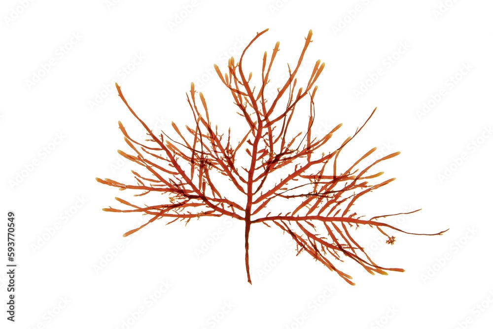 Gelidium sesquipedale red algae or rhodophyta isolated transparent png. Branchy red seaweed.