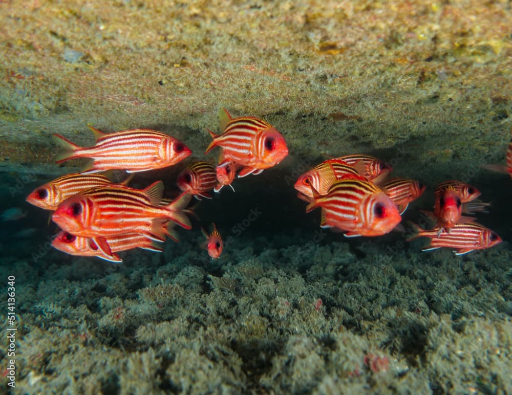 Soldier fish - Sargocentron rubrum under a shipwreck in Cyprus 