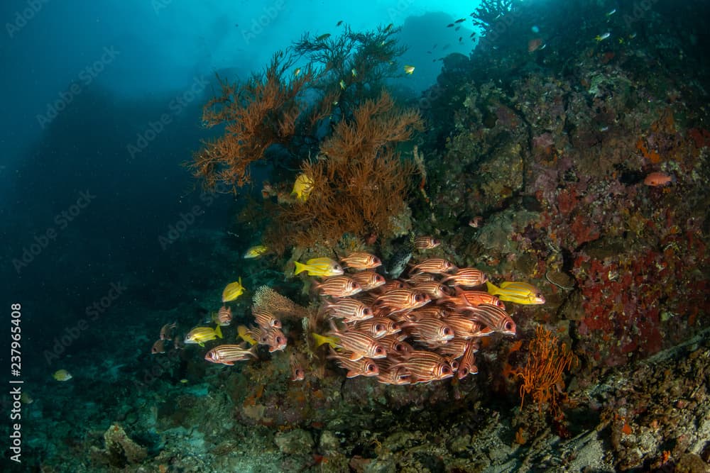 School of Red squirrelfish, Sargocentron rubrum in tropical coral reef 