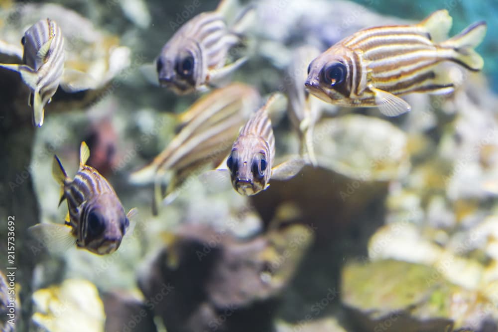 Redcoat squirrelfish (Sargocentron rubrum).
