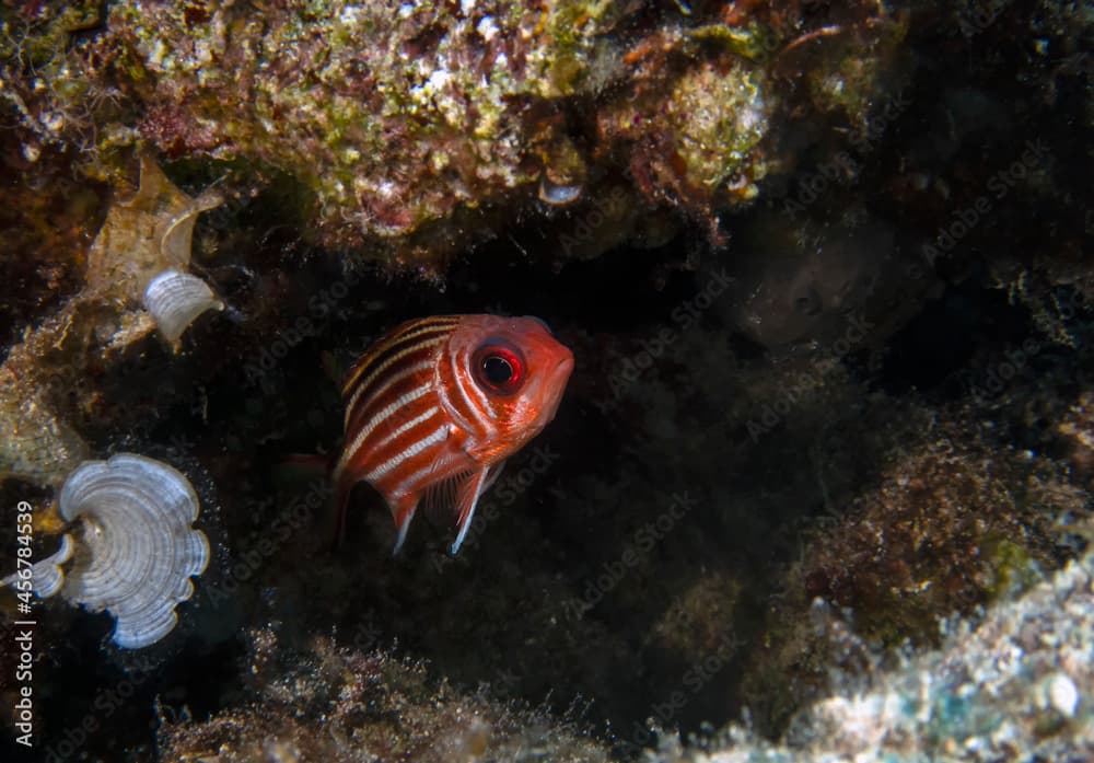 A lone Redcoat (Sargocentron rubrum) in the Mediterranean Sea