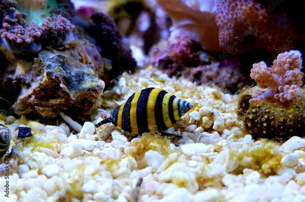 Bumble Bee Snail - ( Engina sp. ) 