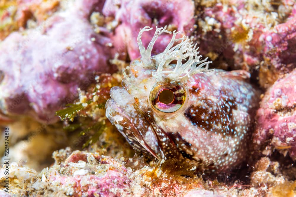 Close up of yellowfin fringehead blenny