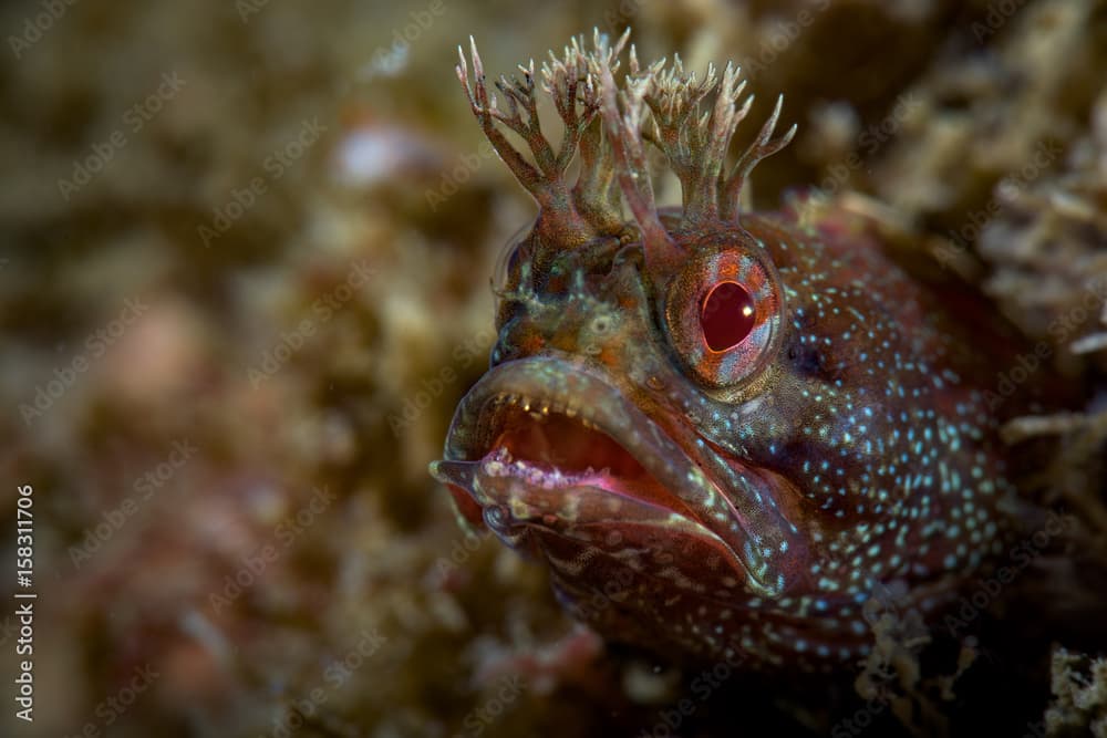 Yellowfin Fringehead