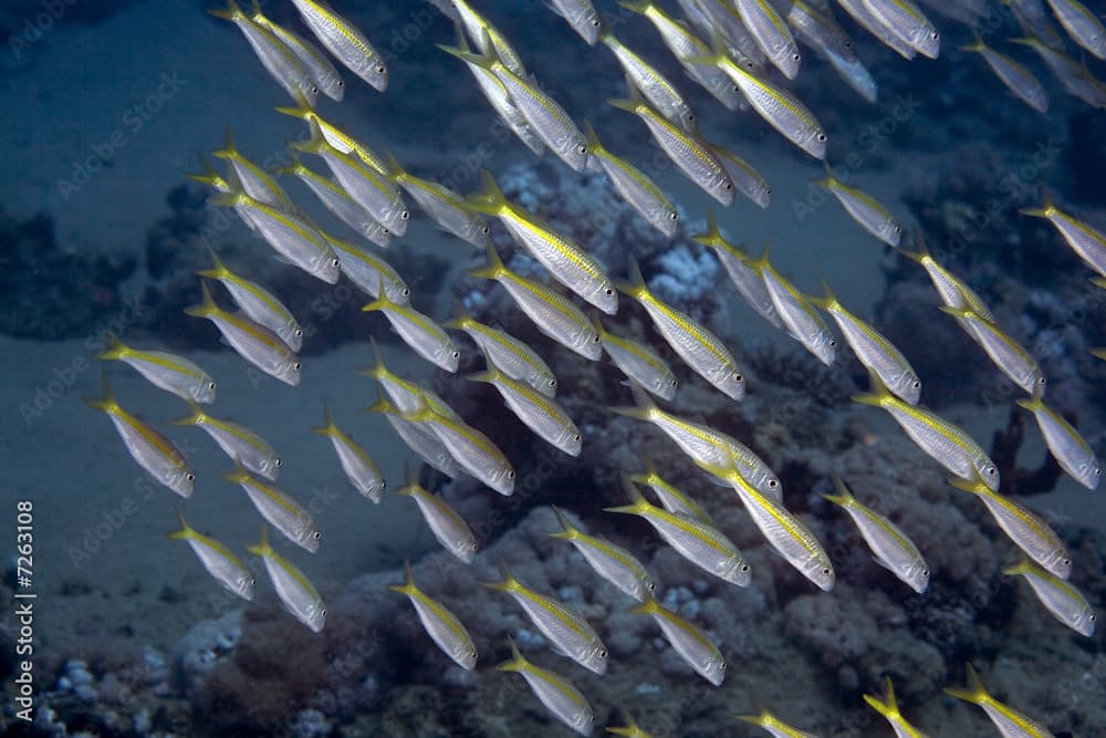 yellowfin goatfish (mulloidichthys vanicolensis)