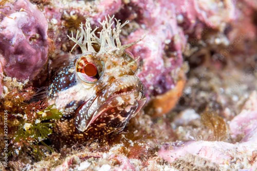 Close up of yellowfin fringehead blenny