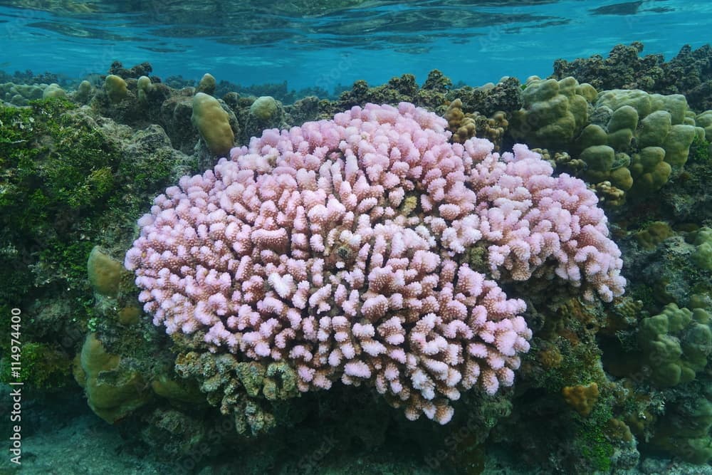 Pink cauliflower coral Pocillopora in shallow water, Pacific ocean, French Polynesia