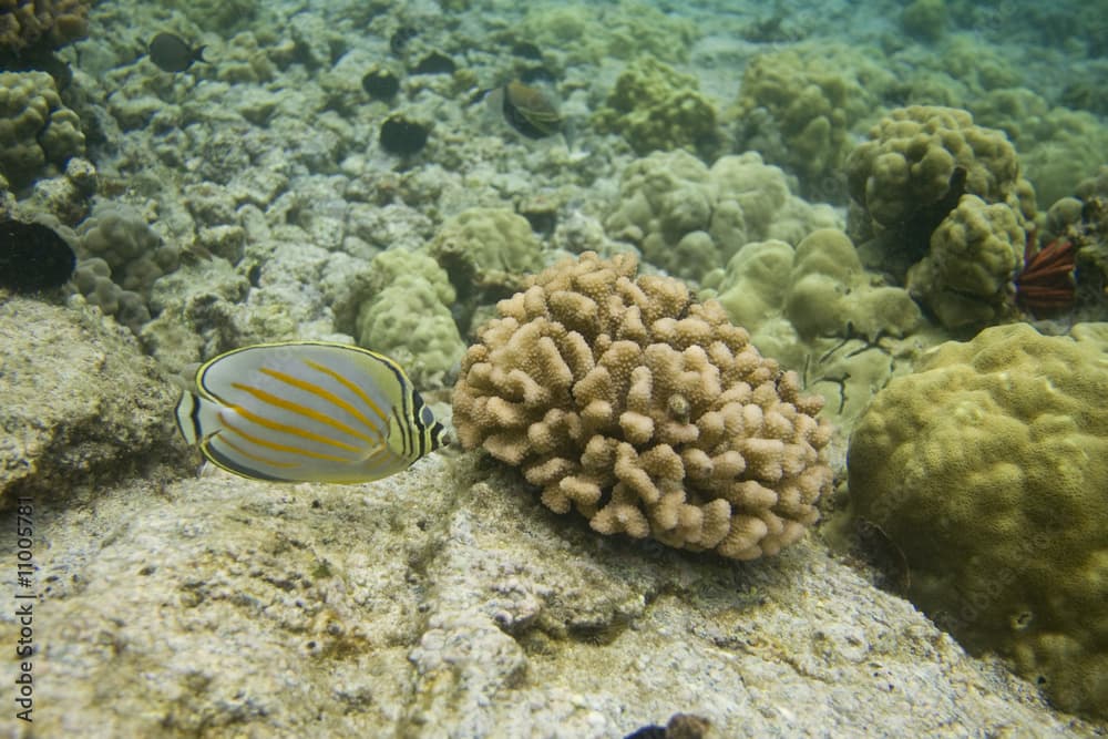 Ornate Butterflyfish