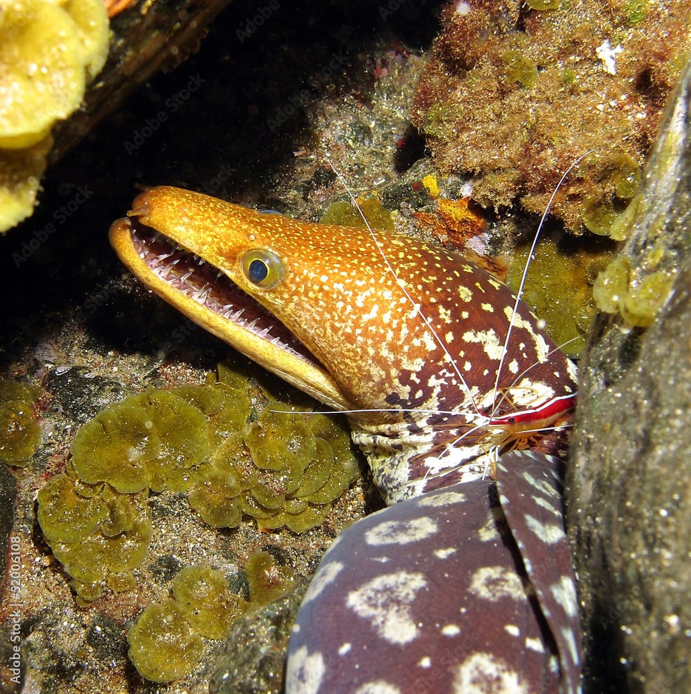 Tiger Moray in Canary islands