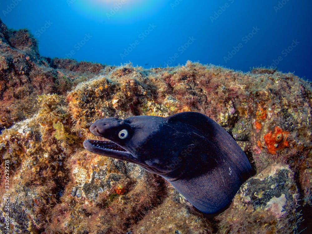 Spotjaw moray (Muraena augusti) inside a hole in the Canary Islands (Spain).