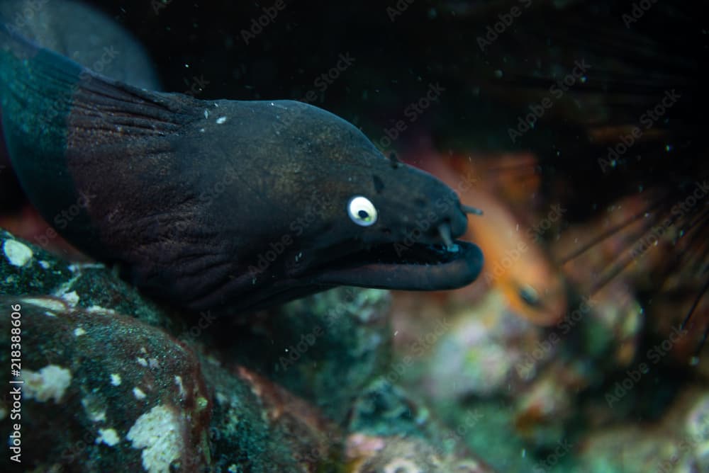 Black moray eel