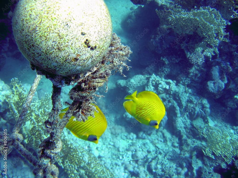 butterflyfish