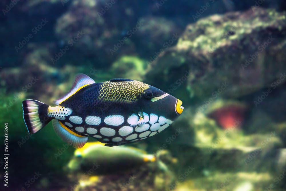 Clown Triggerfish swimming in aquarium. Clownfish or Balistoides conspicillum tropical fish, side view