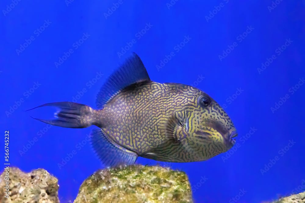 Yellow spotted or Blueline Triggerfish swimming in blue water of aquarium, oceanarium poll with coral reef