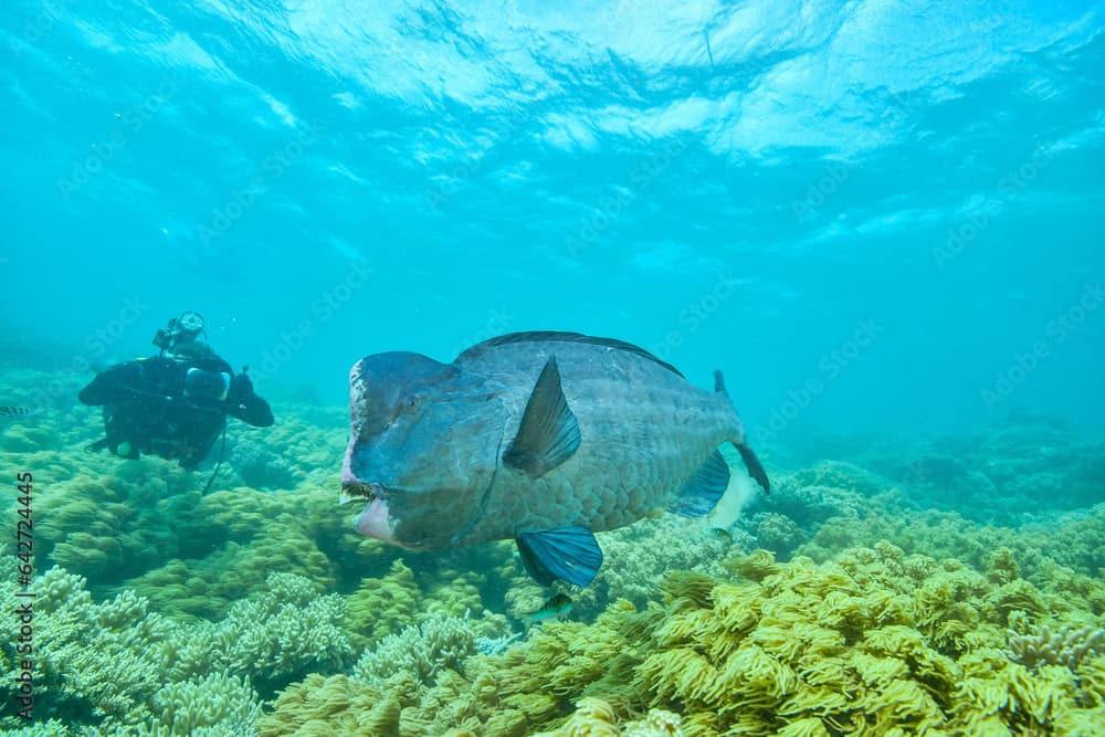 bumphead parrotfish spotted in moore reef in the great barrier reef