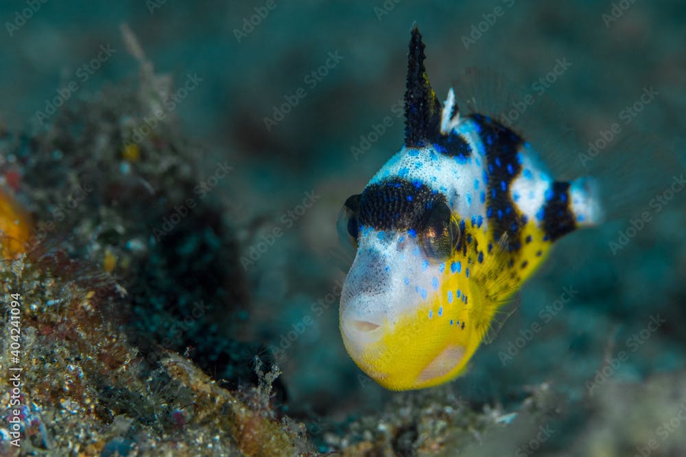 Juvenile spotted triggerfish 