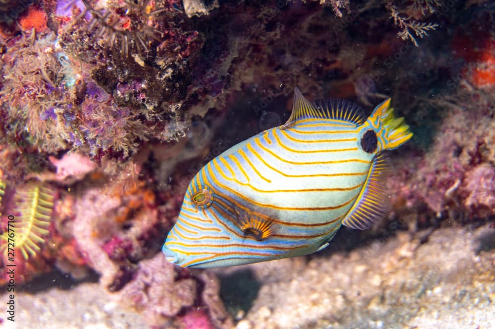 Orange-lined triggerfish (Balistapus undulatus) swimming around reef near Anilao, Batangas, Philippines