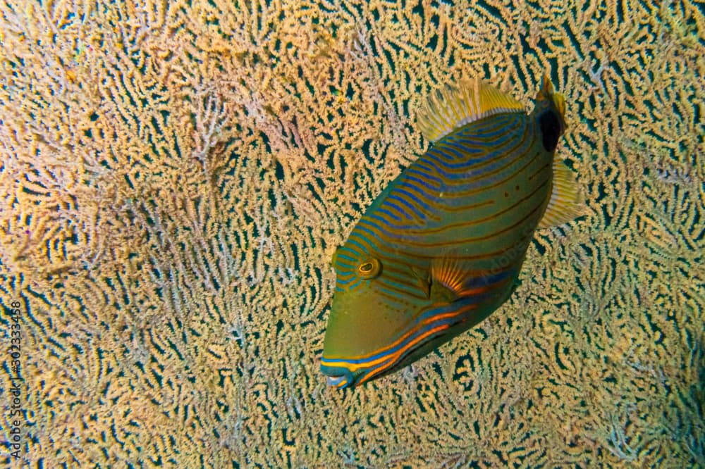 Orange-lined triggerfish (Balistapus undulatus) swimming in front of a large fan coral near Anilao, Batangas, Philippines.  Marine life and underwater photography. 