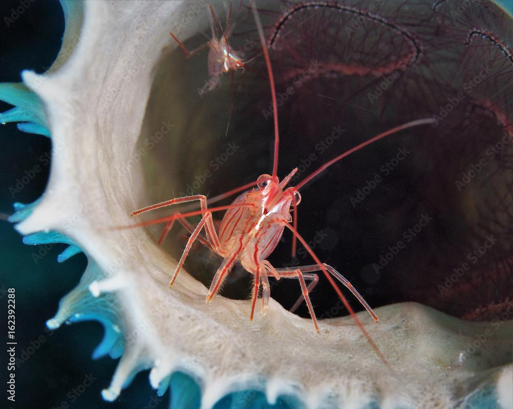 Peppermint Shrimp in Sponge