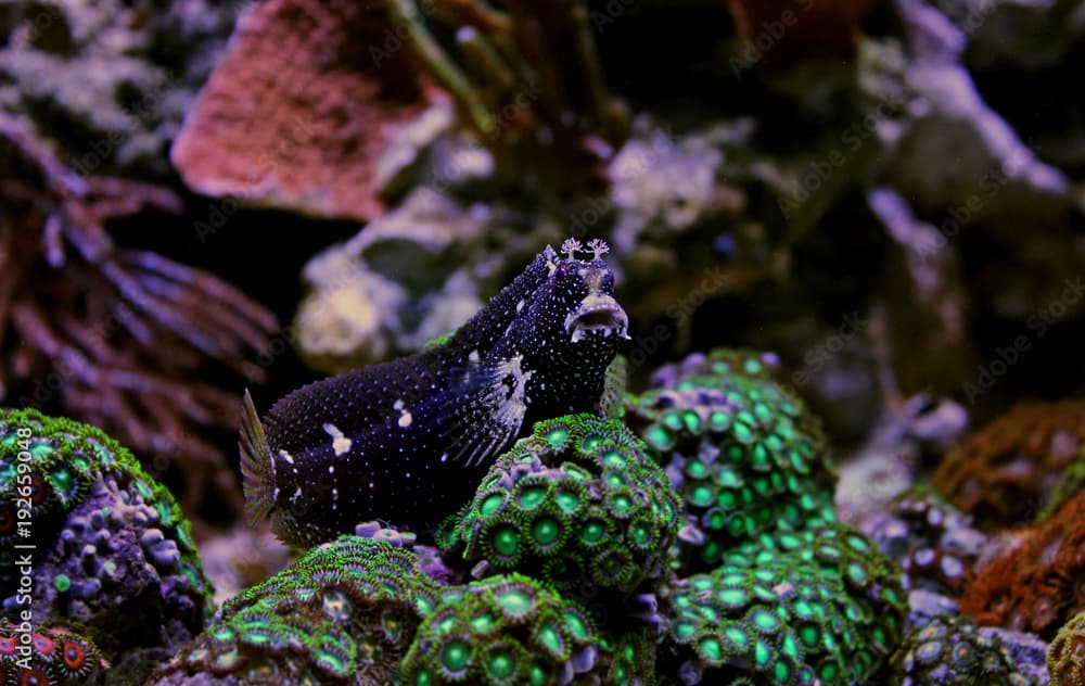 Starry Blenny (Salarias ramosus) 