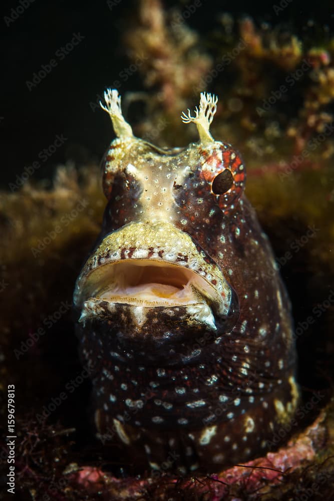 Blenny portrait