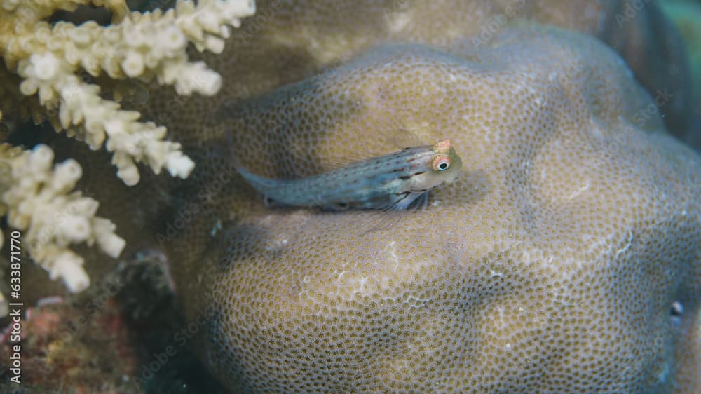 blenny fish posing in a coral