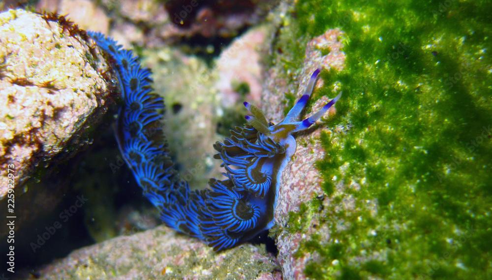 Blue Nudibranch Pteraeolidia ianthina, a nudi branchia, nudibranch, sea slug, blue dragon