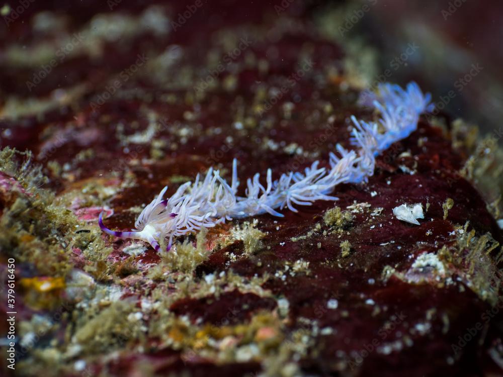 Blue dragon nudibranch on the rock (Mergui archipelago, Myanmar)